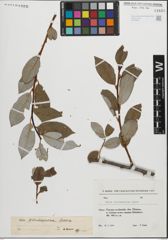 Foto von Salix pantosericea Goerz